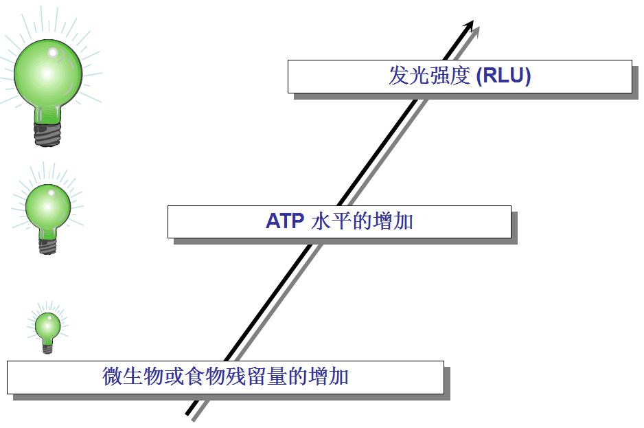 ATP与微生物关系